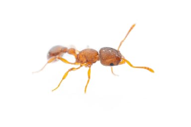 Tetramorium lanuginosum — worker photo 5