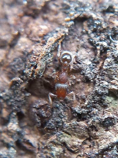 Tetramorium lanuginosum photo 6