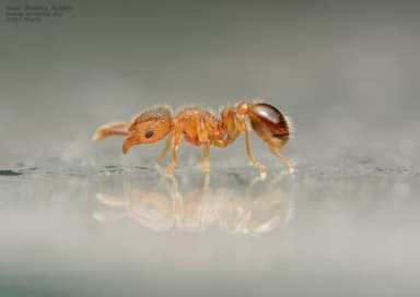 Tetramorium lanuginosum photo 7