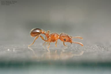 Tetramorium lanuginosum photo 8