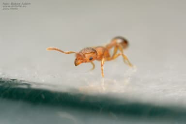 Tetramorium lanuginosum photo 9