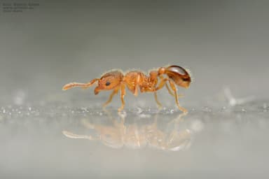 Tetramorium lanuginosum photo 10