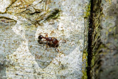 Tetramorium lanuginosum photo 12