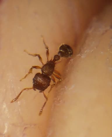 Tetramorium lanuginosum photo 13