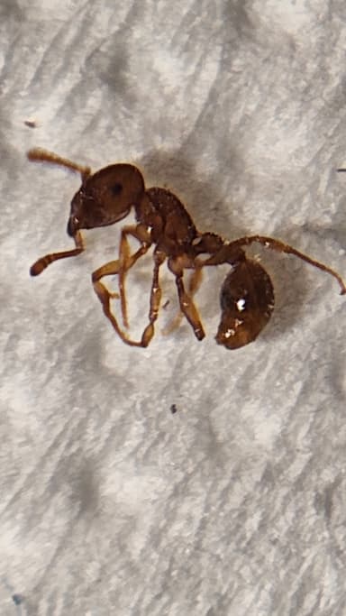 Tetramorium lanuginosum photo 14