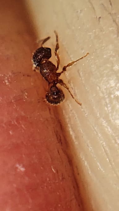 Tetramorium lanuginosum photo 15