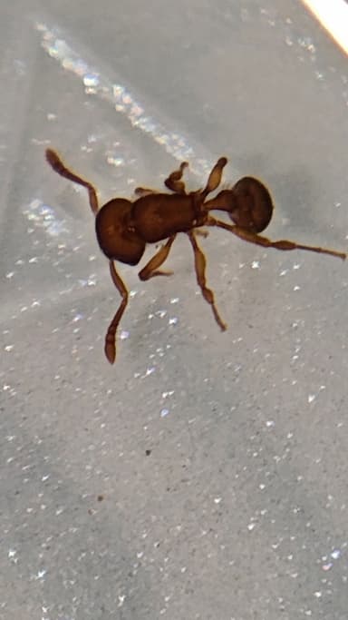 Tetramorium lanuginosum photo 16