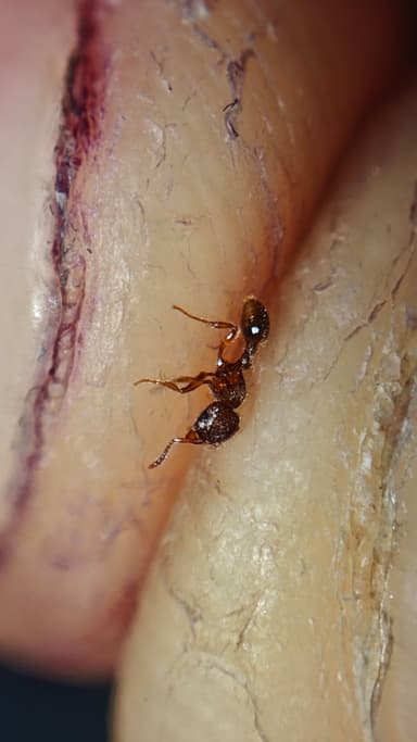 Tetramorium lanuginosum photo 17