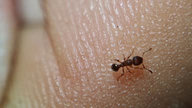 Tetramorium lanuginosum photo 18