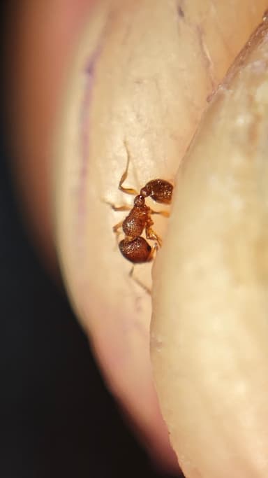 Tetramorium lanuginosum photo 19