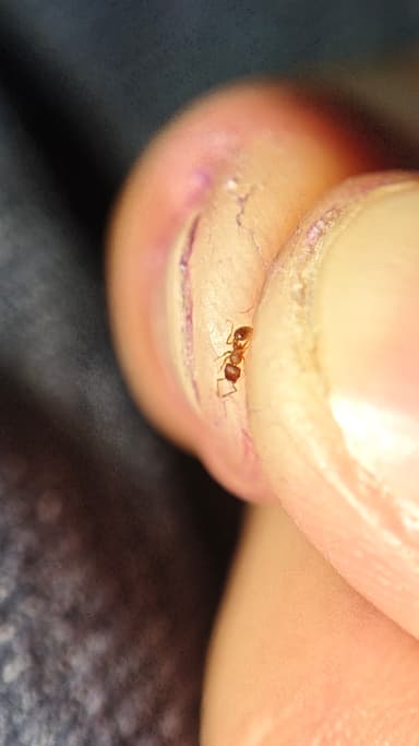 Tetramorium lanuginosum photo 20