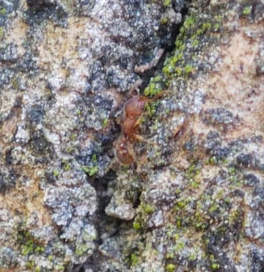 Tetramorium lanuginosum photo 21