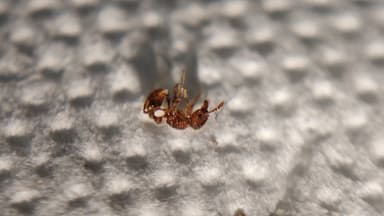 Tetramorium lanuginosum photo 22