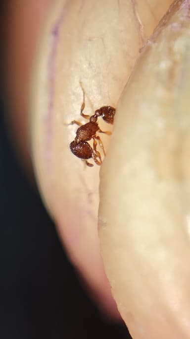 Tetramorium lanuginosum photo 23