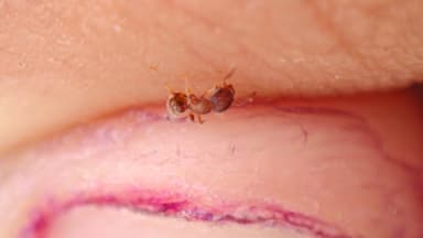 Tetramorium lanuginosum photo 24