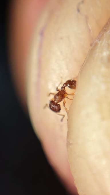 Tetramorium lanuginosum photo 25