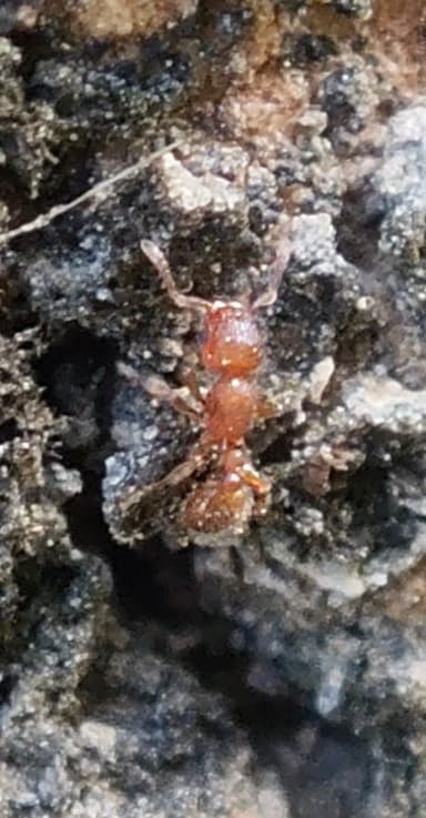 Tetramorium lanuginosum photo 26