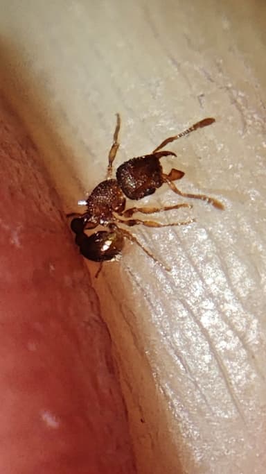 Tetramorium lanuginosum photo 27
