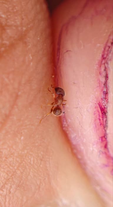 Tetramorium lanuginosum photo 28
