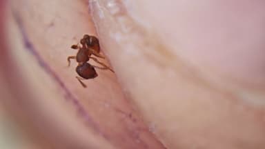 Tetramorium lanuginosum photo 29