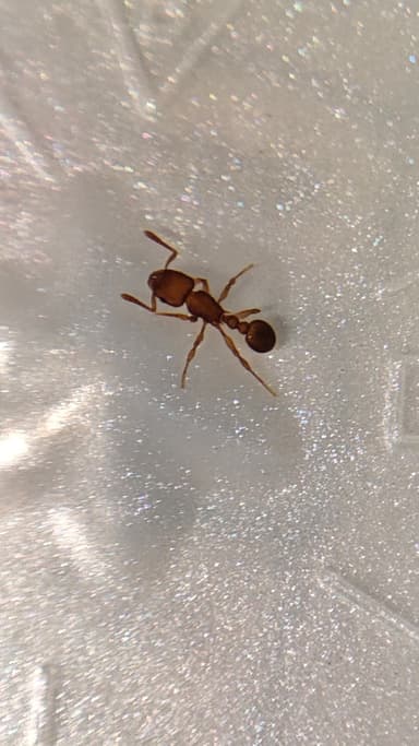 Tetramorium lanuginosum photo 30
