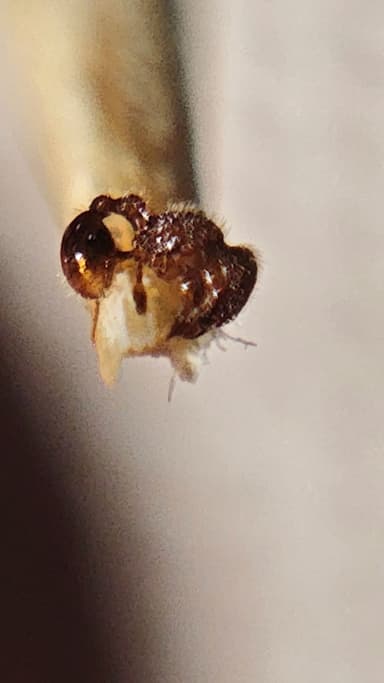 Tetramorium lanuginosum photo 31