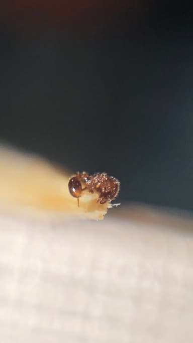 Tetramorium lanuginosum photo 32