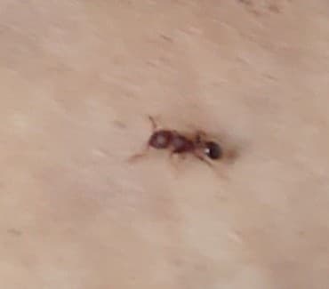 Tetramorium lanuginosum photo 33
