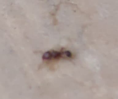 Tetramorium lanuginosum photo 35