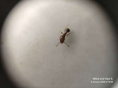 Tetramorium lanuginosum photo 36