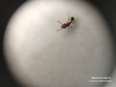 Tetramorium lanuginosum photo 37