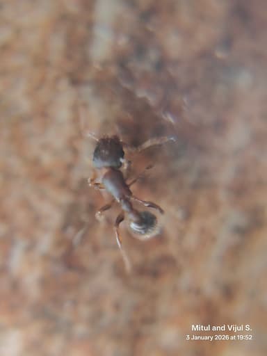 Tetramorium lanuginosum photo 38