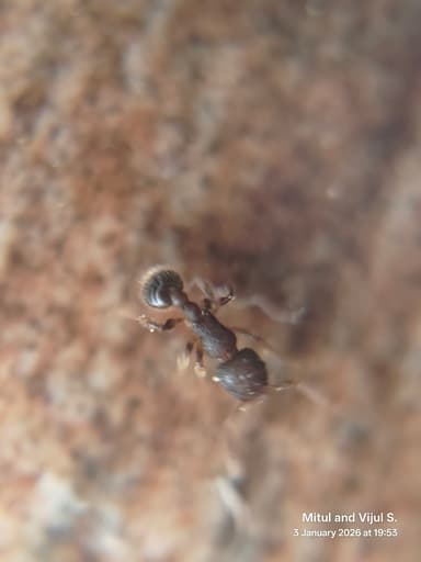 Tetramorium lanuginosum photo 39