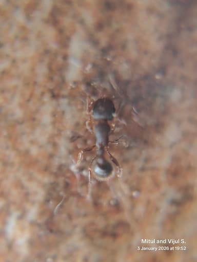 Tetramorium lanuginosum photo 40