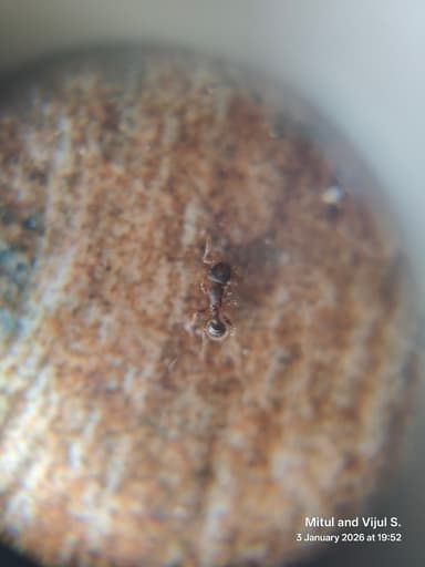 Tetramorium lanuginosum photo 41