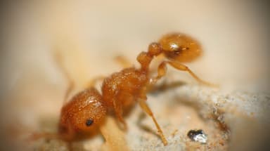Tetramorium simillimum photo 1