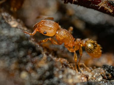 Tetramorium simillimum photo 2