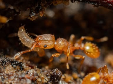 Tetramorium simillimum photo 3