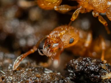 Tetramorium simillimum photo 4