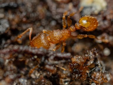 Tetramorium simillimum photo 5