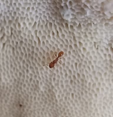 Tetramorium simillimum photo 12