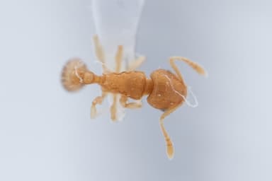 Tetramorium simillimum photo 14