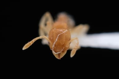 Tetramorium simillimum photo 15