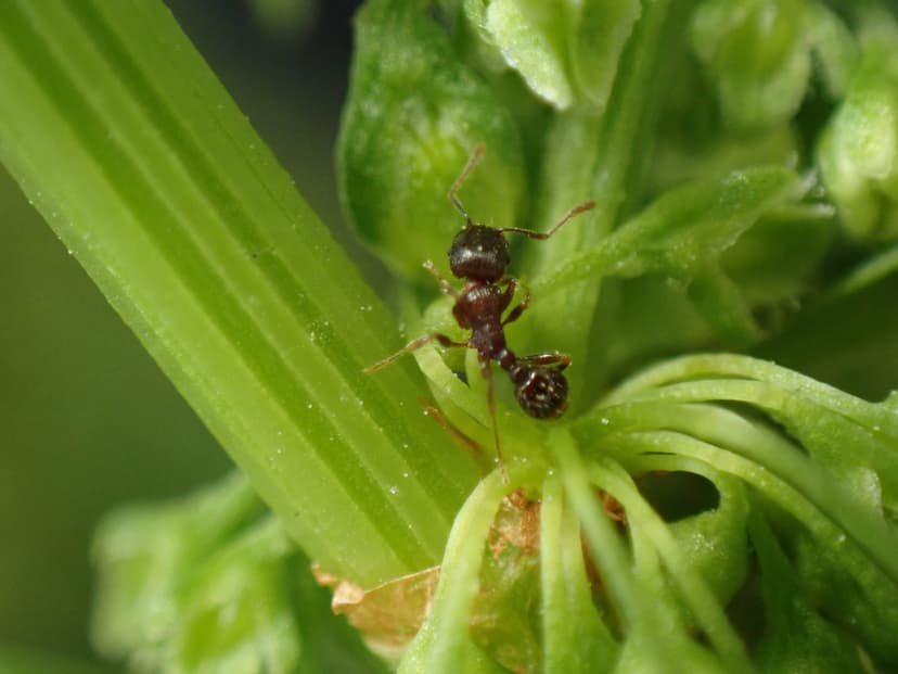Tetramorium tsushimae photo 1