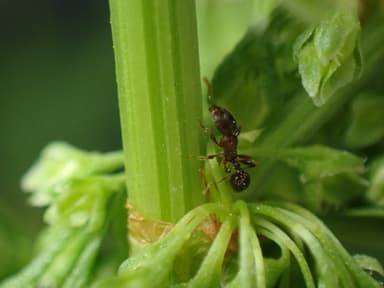 Tetramorium tsushimae photo 2