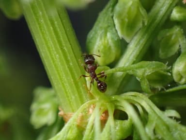 Tetramorium tsushimae photo 3