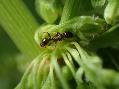 Tetramorium tsushimae photo 4