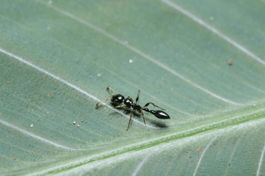 Tetraponera allaborans photo 1