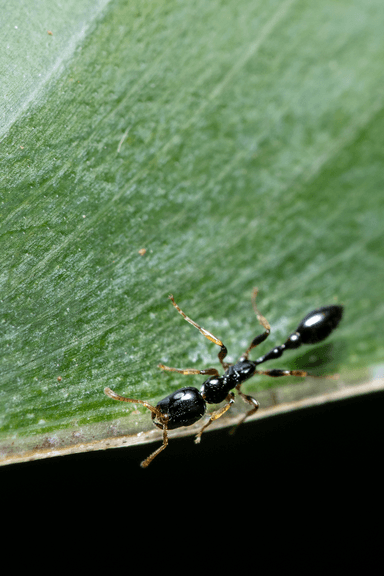 Tetraponera allaborans photo 2
