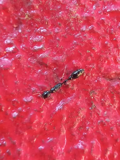 Tetraponera allaborans photo 3